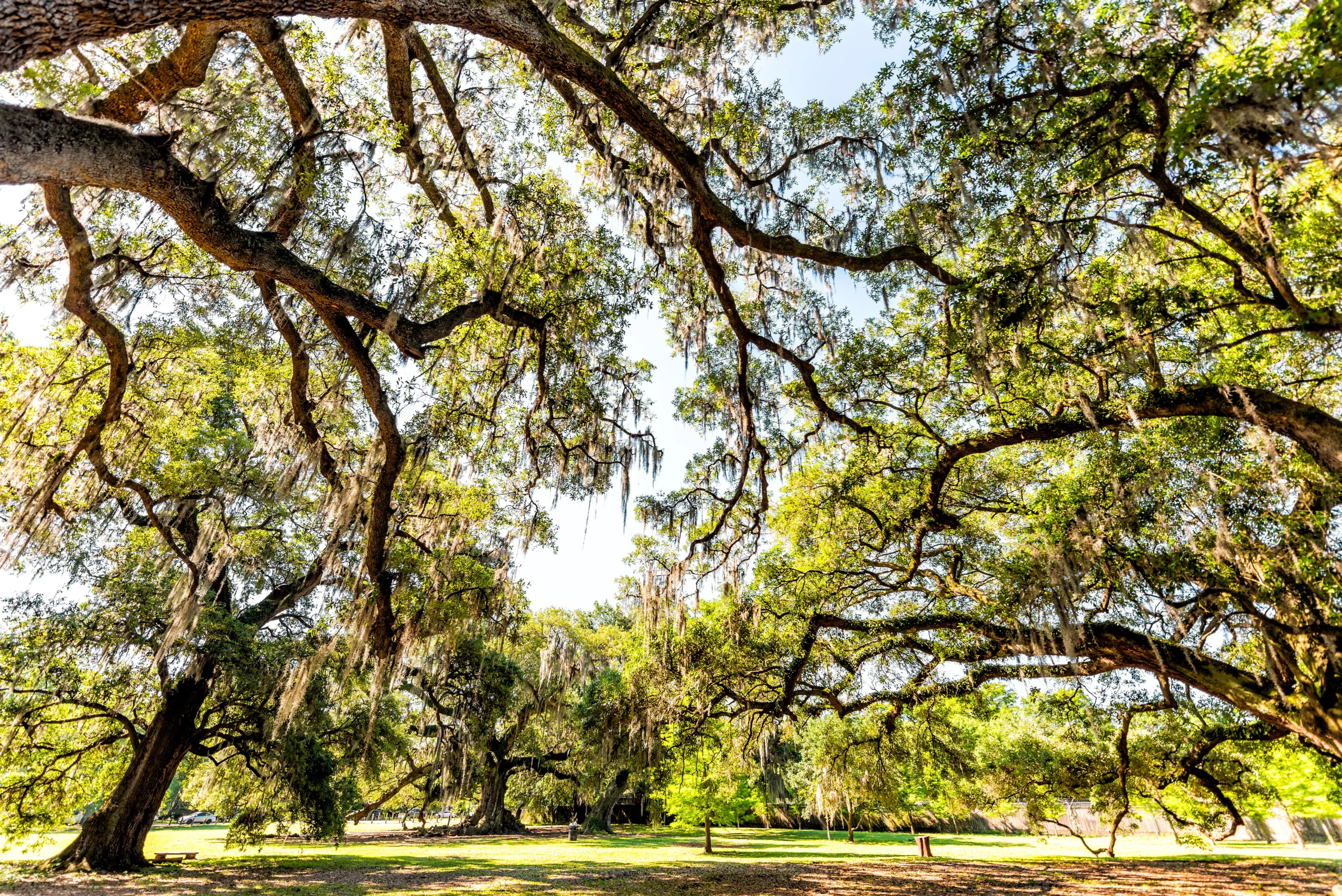 Garden District