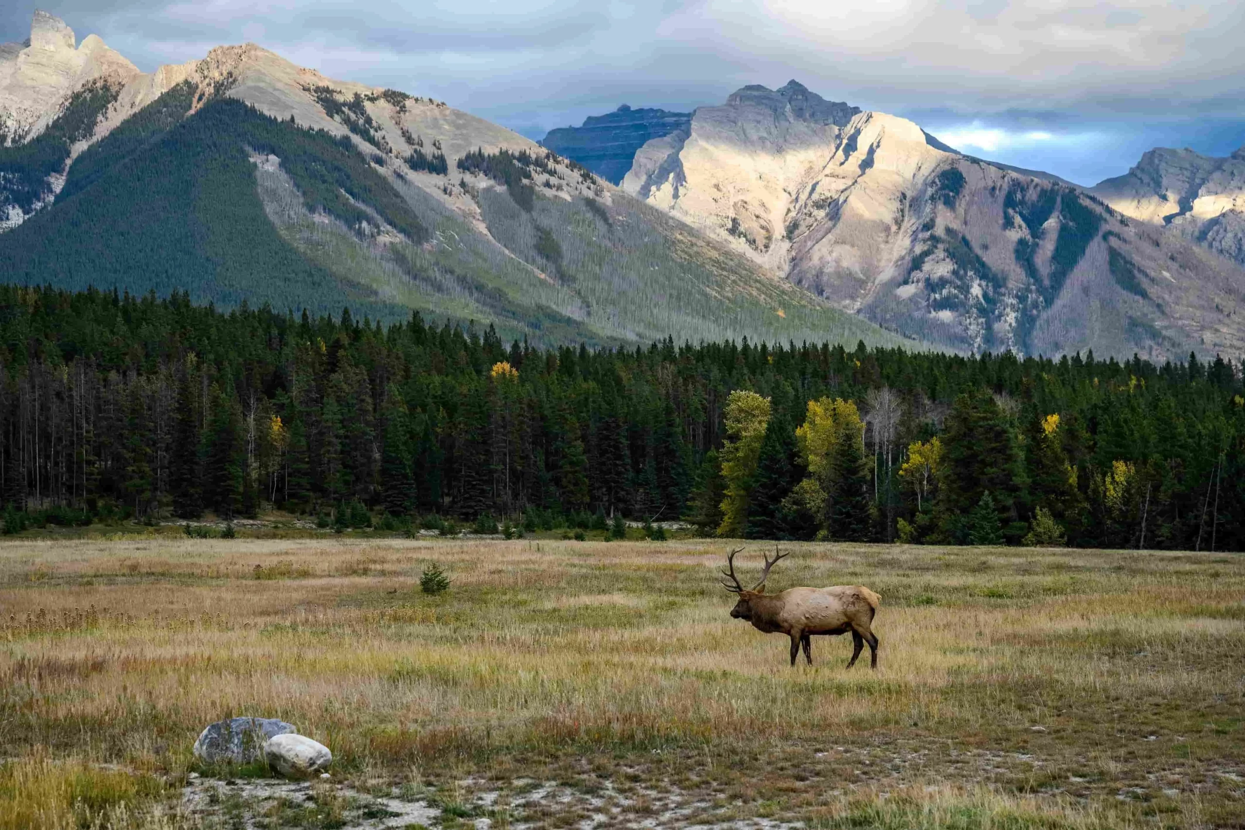 Elk wildlife viewing during fall in Banff National Park