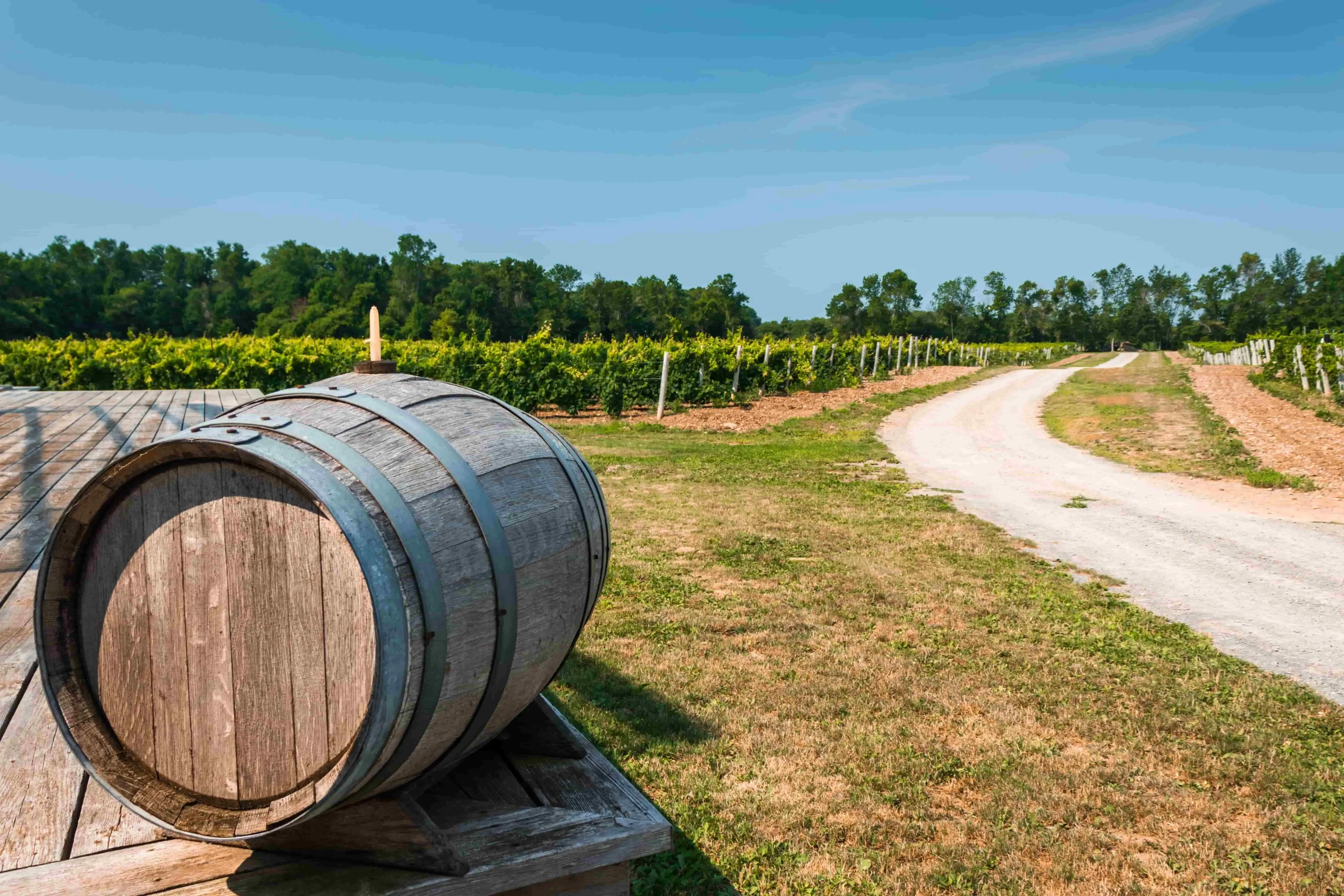 Explore Prince Edward County wineries by rental car